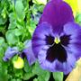 Sugiliet-viooltje bestel.nr DSC03518